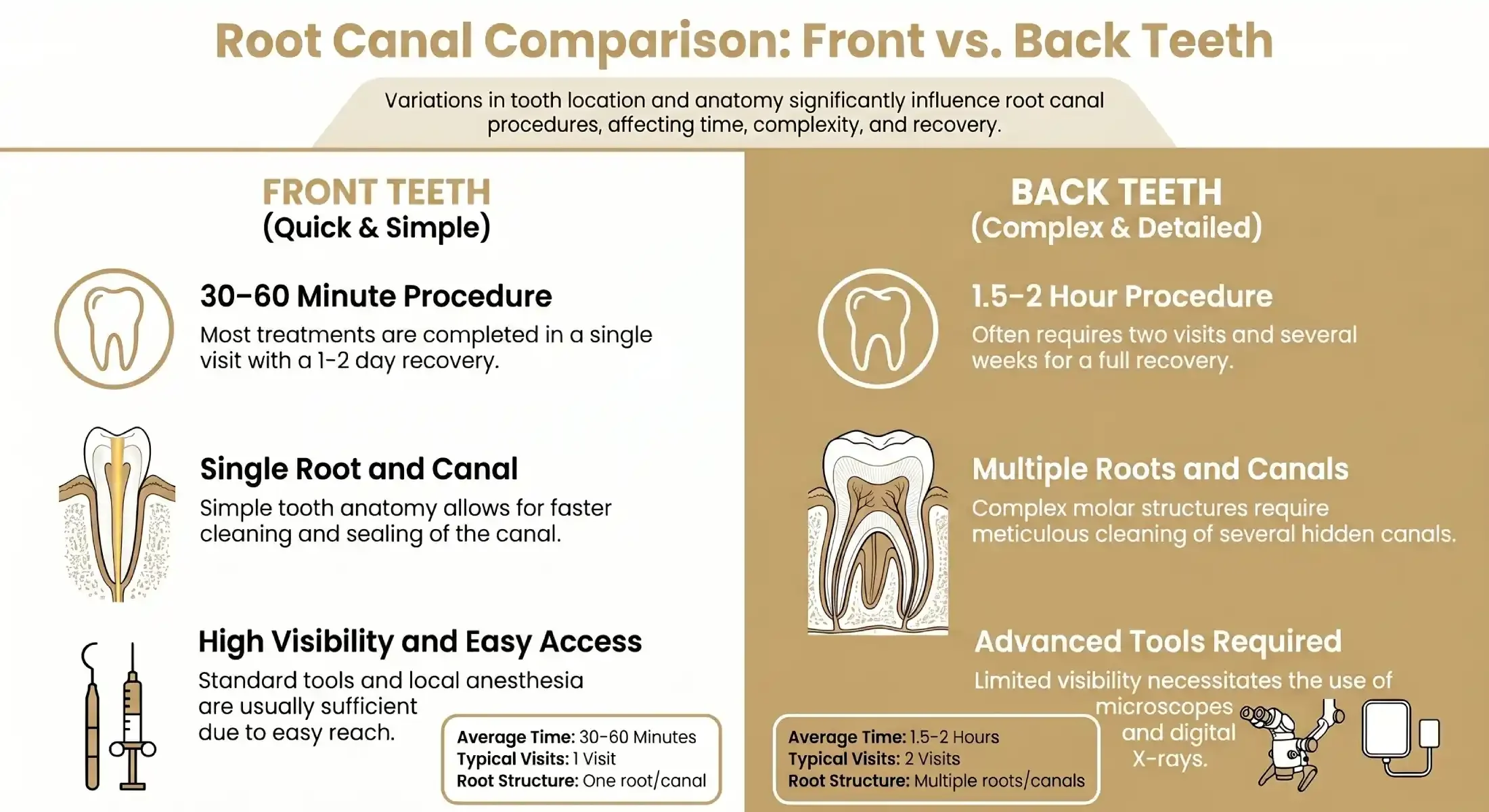  Front vs Back Teeth comparison