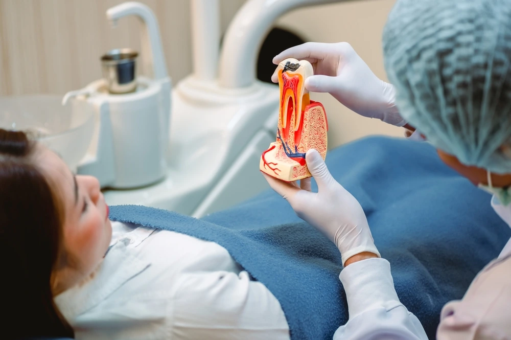 Dentist explaining a tooth cross-section model to a patient during a consultation at Parramatta Green Dental.